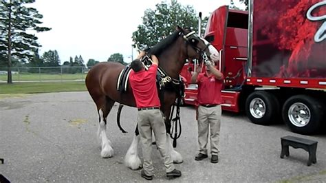 Budweiser Clydesdales Harness Mounting Youtube