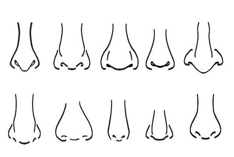 Nose Shapes 2 Noses Reference Drawing Nose Drawing Guy Drawing Body