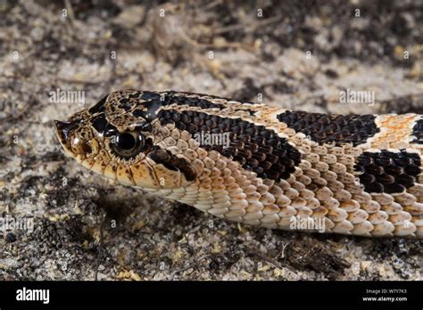 North American Hog Nosed Snake Hi Res Stock Photography And Images Alamy