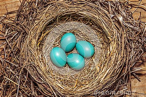 Bird Nest Robin Eggs Stock Photo - Image: 47610412