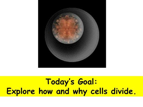 Explore How And Why Cells Divide Ppt Download