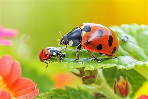 Comment Se D Barrasser Naturellement Des Pucerons Au Vert Avec Lili