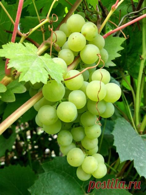 Календарь ухода за виноградом Ухаживать за виноградником, посаженн ...