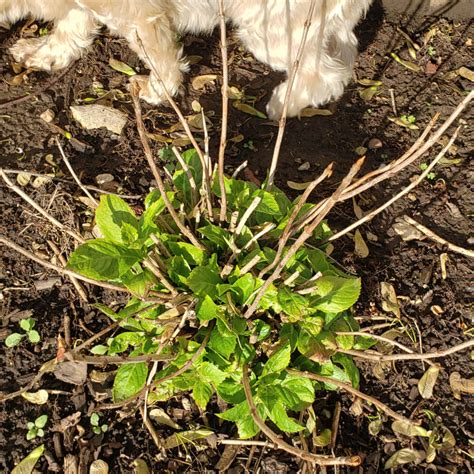 Best Hydrangeas For Shade And Sun Grass Pad