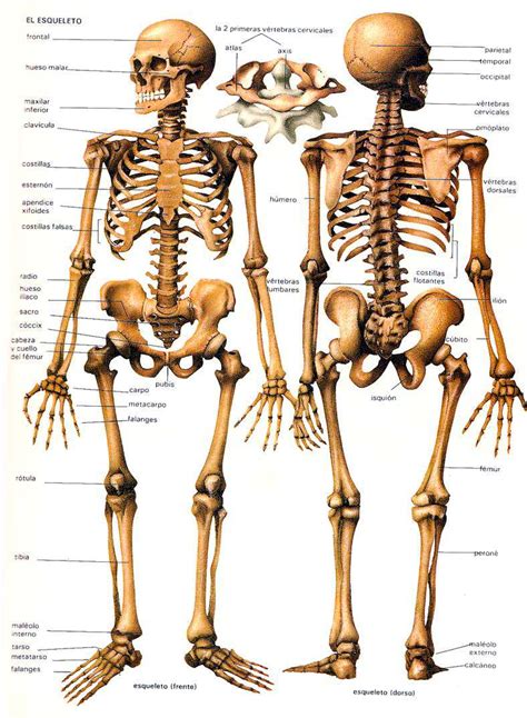 Humano Esqueleto - Esqueleto Humano Los huesos del cuerpo humano Lamina Descargar