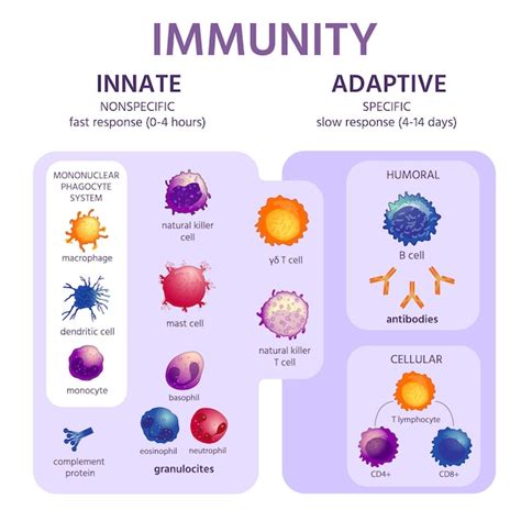 Sistema Inmunol Gico Innato Y Adaptativo Infograf A De Inmunolog A Con