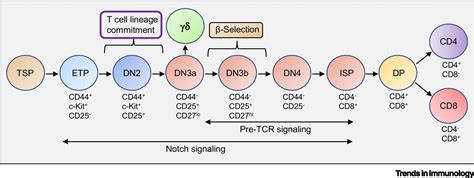 New insights into TCR β selection Trends in Immunology