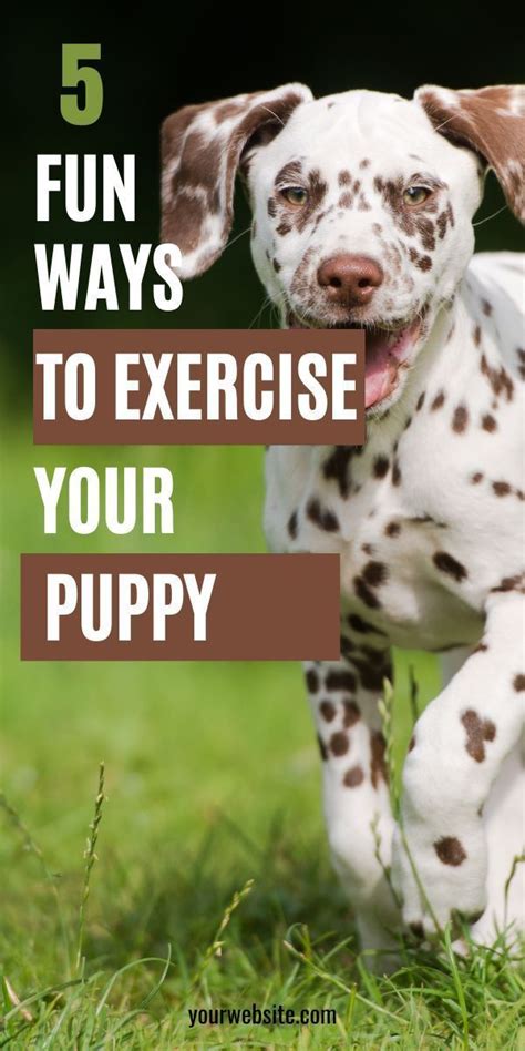 Five Ways To Exercise Your Dog Artofit