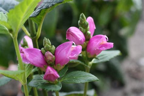 Chelone Lyonii Hot Lips Bouwmeester Vaste Planten