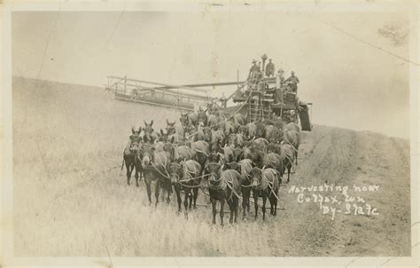 Wheat Harvesting Circa 1920s Colfax Washington A Photo On Flickriver