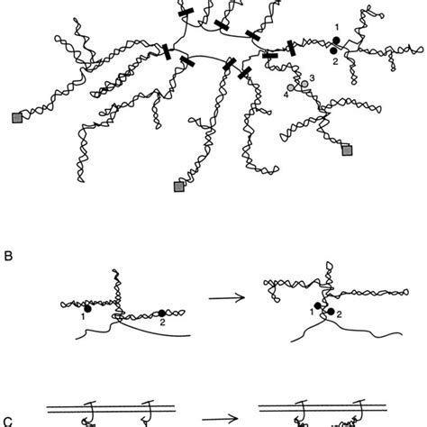 Model of the interwound supercoiled bacterial chromosome. (A) Possible ... 