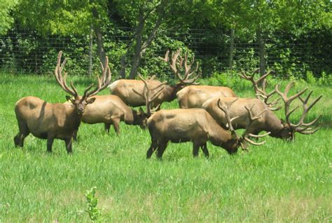 Antlers - Minnesota Elk Breeders Association