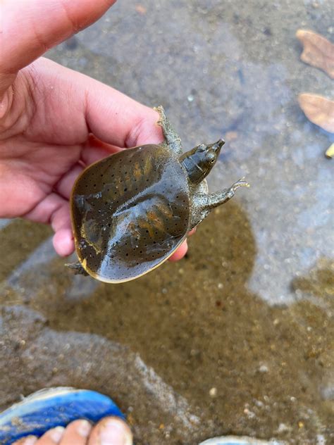 Disturbing image. Can anyone tell me what happened to this turtle