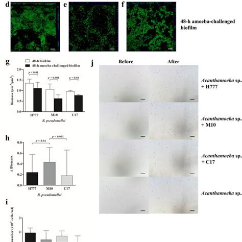 The 48 H B Pseudomallei H777 M10 And C17 Biofilms After Challenged Download Scientific