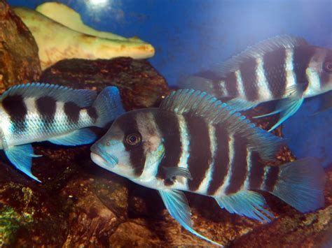 Cyphotilapia Frontosa Acuario Adictos