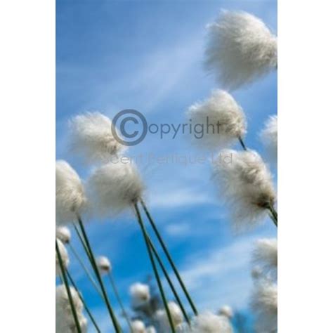 Clean Cotton Fragrance Oil Supplies For Candles