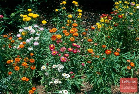 Гелихризум прицветниковый (Helichrysum bracteatum) — описание ...