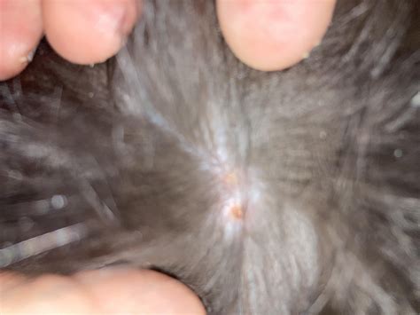 Does this look like ringworm? : r/cats