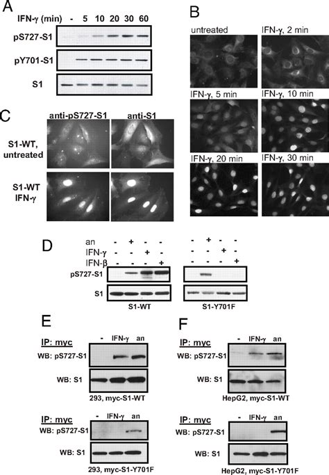 Recruitment Of Stat1 To Chromatin Is Required For Interferon Induced