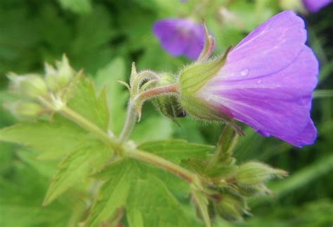 Geranium molle - Dove's-foot Crane's-bill — BSBI VC77