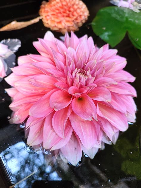 Flowers float in autumn on Behance