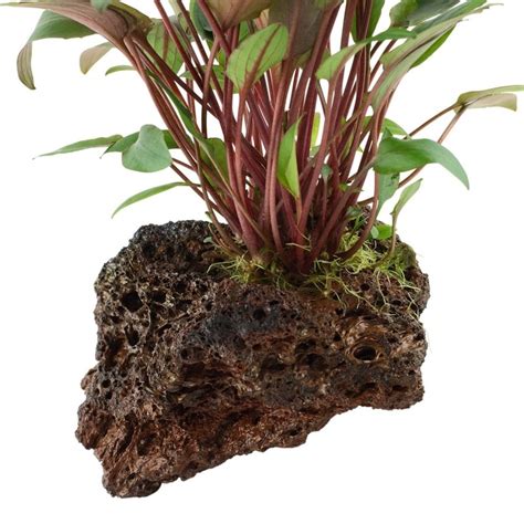 Cryptocoryne Beckettii Petchii On Stone