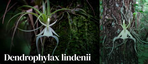Ghost Orchid: Photos and Cultivation Secrets - Dendrophylax lindenii ...