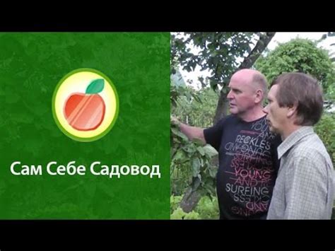 Айва обыкновенная - YouTube
