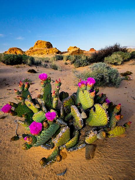 1,100+ Nevada Desert Flowers Stock Photos, Pictures & Royalty-Free Images - iStock