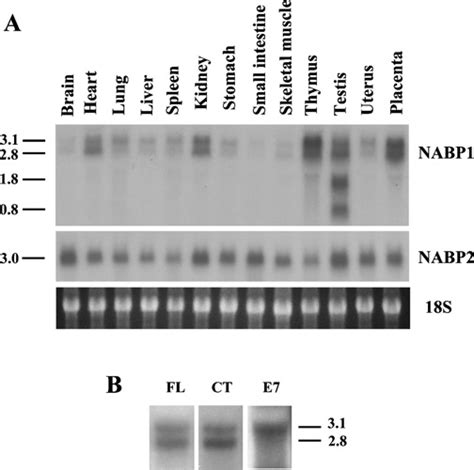 Tissue Specific Expression Of Nabp And Nabp Mrna A Total Rna From