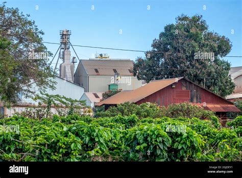 Kauai Coffee Plantation, processing plant, Kauai, Hawaii, USA Stock ...