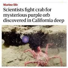 Scientists fight crab : r/comedyheaven