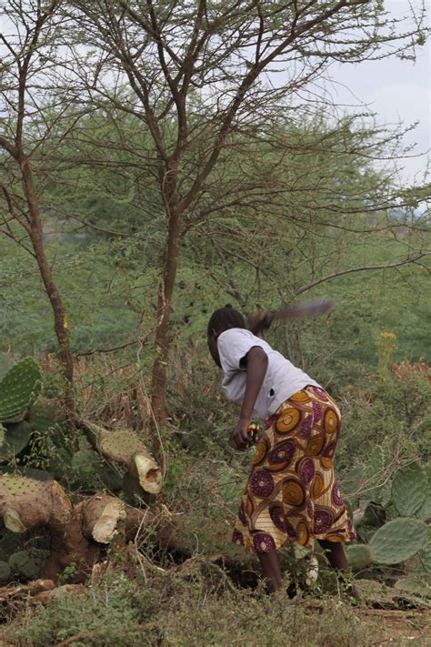 Woody weeds in East Africa - CABI.org