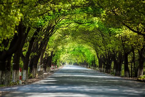 Tree Lined Roads Picture And HD Photos | Free Download On Lovepik