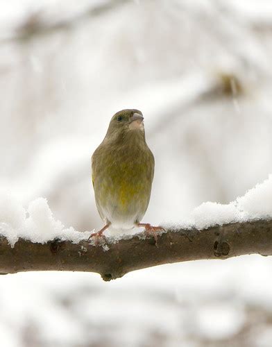 Zelienka obyčajná | Zemné Autor/ka: Jolana Bukorová | SOS/BirdLife ...