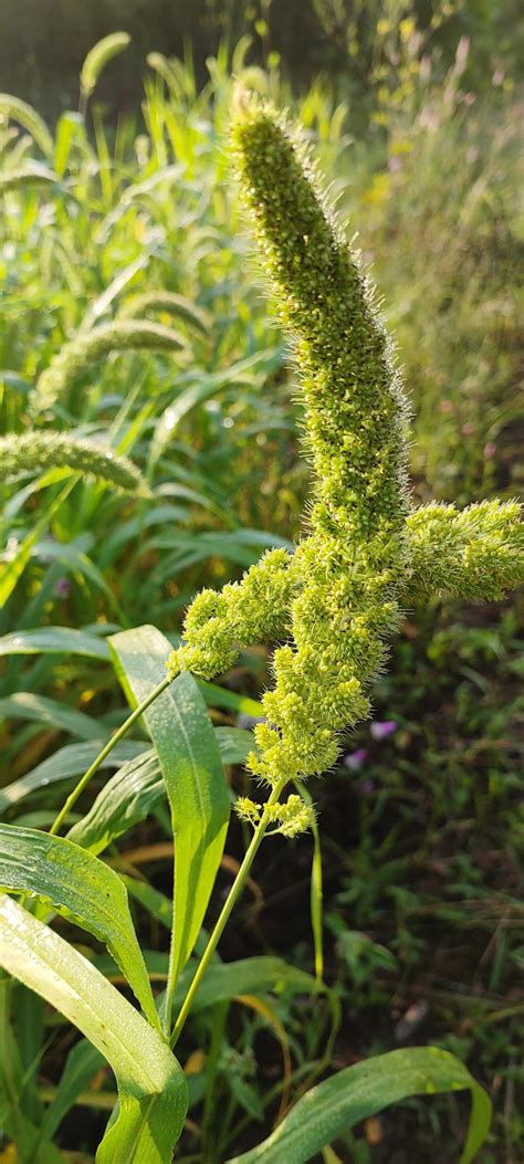 Millet plant - PixaHive