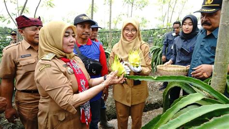 Petani Banyuwangi Kembangkan Buah Naga Varietas Golden Isis Warna