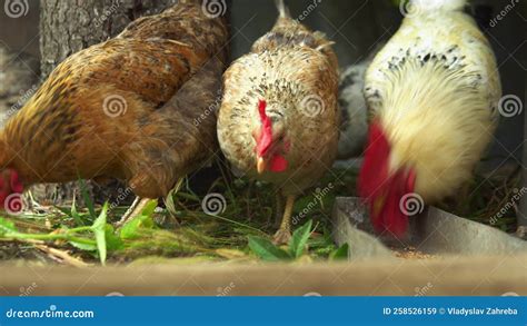 Chickens Are Eating Grains On The Poultry Farm Stock Video Video Of