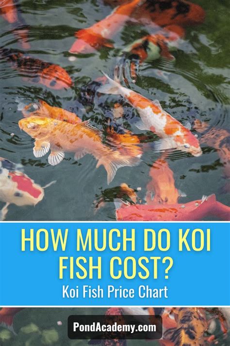 How Much Is A Koi Fish Koi Fish Price Chart Koi Fish Fish Tank