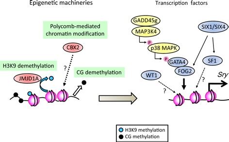 Epigenetics Of Sex Determination In Mammals Pmc