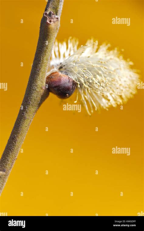 Pussy Willow Catkin Salix Caprea On The Yellow Background In The Early Springtime Blooming