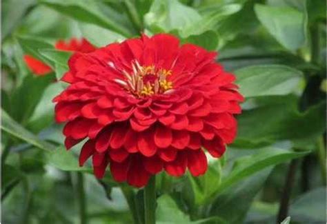 Циния рассада | Festima.Ru – частные объявления