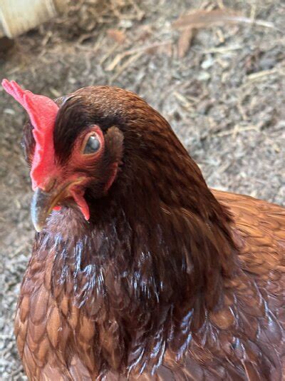 HELP Chicken Eye Issue BackYard Chickens Learn How To Raise Chickens