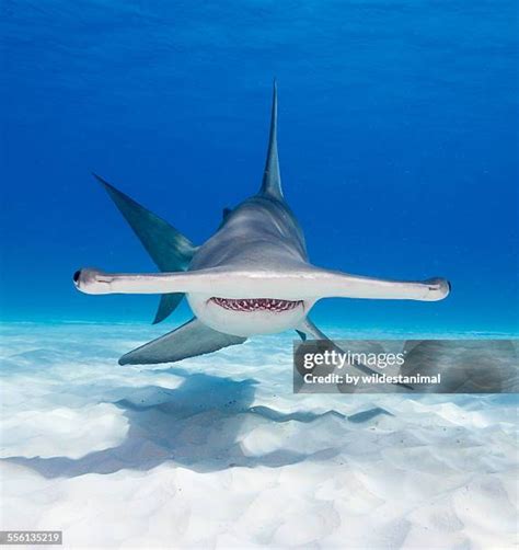 Hammerhead Shark Eyes Photos Et Images De Collection Getty Images