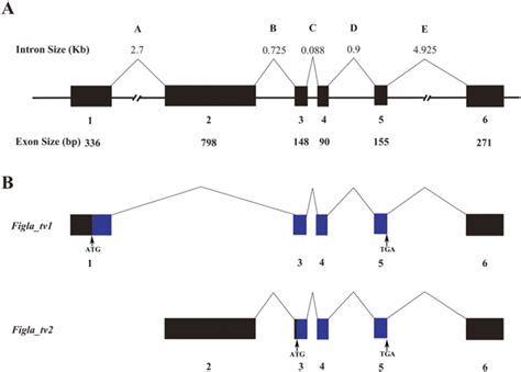 Two Figla Homologues Have Disparate Functions During Sex Differentiation In Half Smooth Tongue