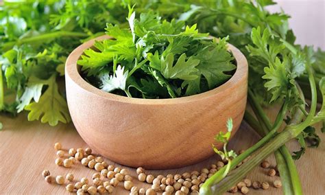 Cilantro Recetas Propiedades Y Sus Usos En Cocina