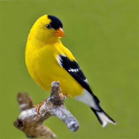 Yellow Finch | Backyard birds, Finches bird, Colorful birds