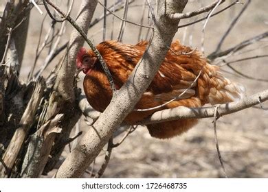 Chicken Sex Images Stock Photos Vectors Shutterstock