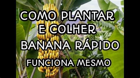 Como Plantar E Colher Banana R Pido Incriv L T Cnica Youtube