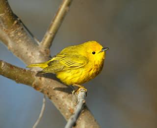 Yellowknife Yellow Warbler Song Discussion | Boreal Songbird Initiative